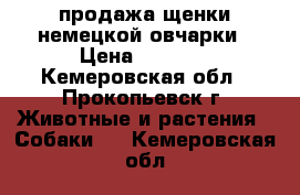 продажа щенки немецкой овчарки › Цена ­ 4 000 - Кемеровская обл., Прокопьевск г. Животные и растения » Собаки   . Кемеровская обл.